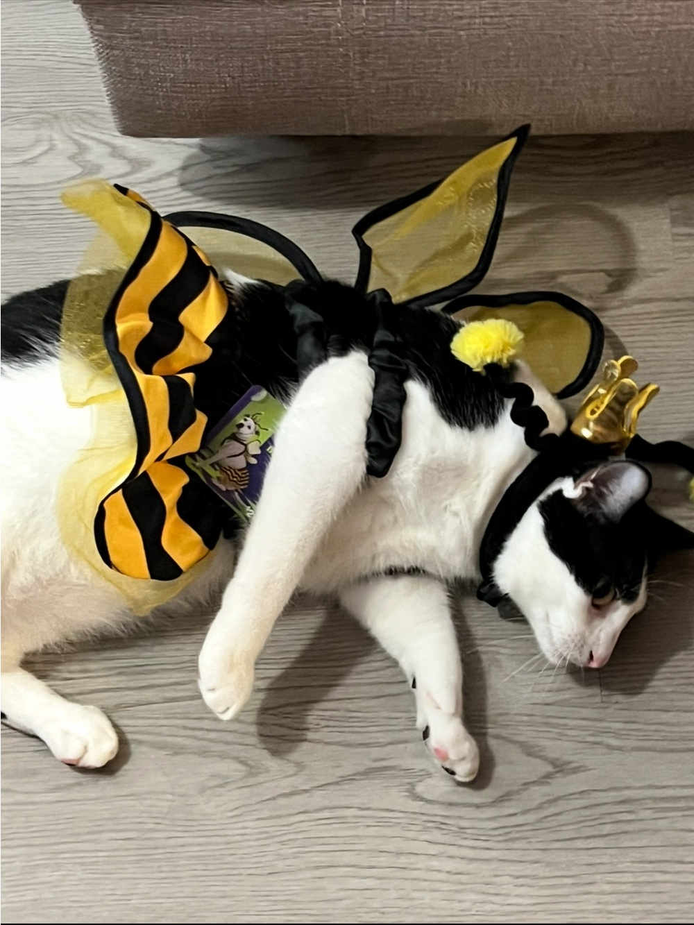 ****** Bootique Yellow and Black Bee Costume Set for Pets ******